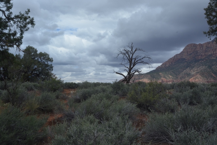 The Watchman Trail 